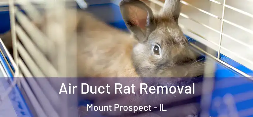 Air Duct Rat Removal Mount Prospect - IL