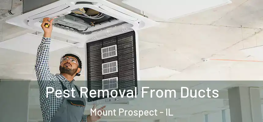 Pest Removal From Ducts Mount Prospect - IL