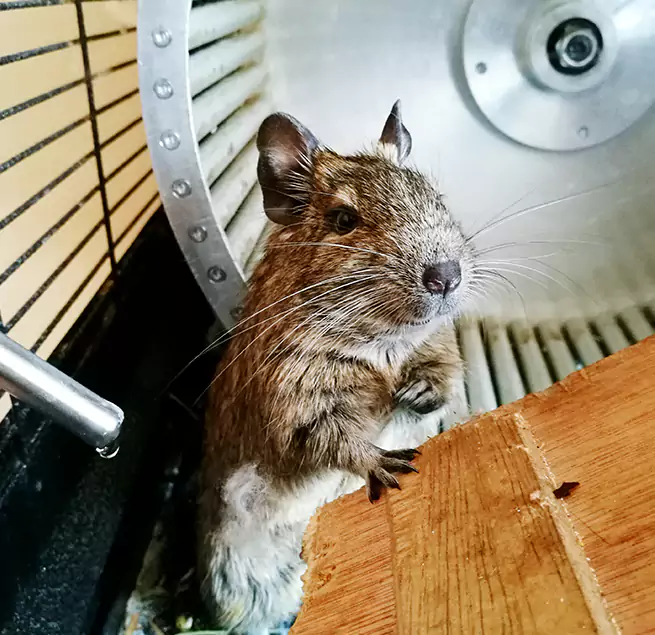 Why Homeowners & Businesses Trust Us Mount Prospect, IL